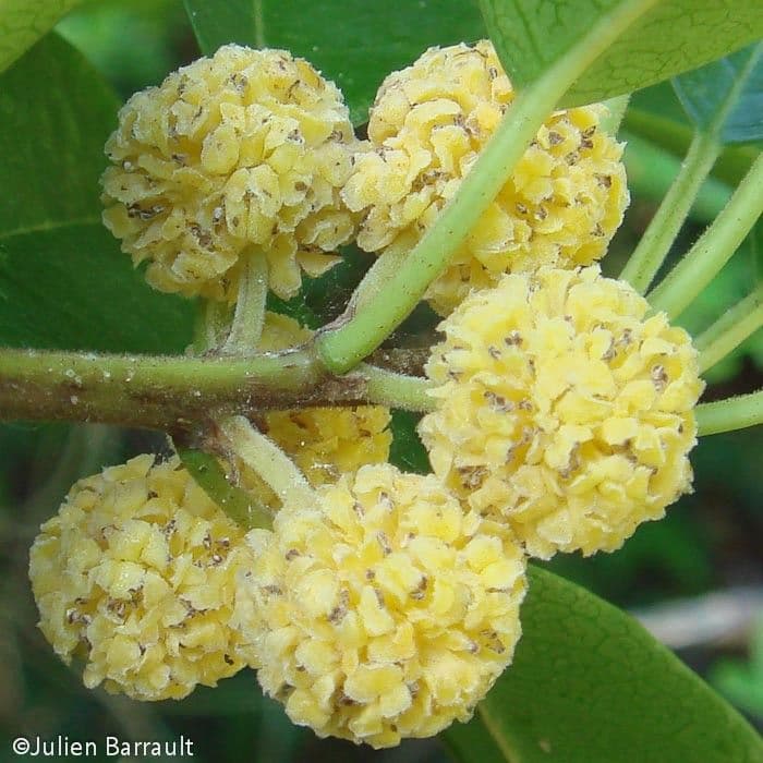 Maclura cochinchinensis