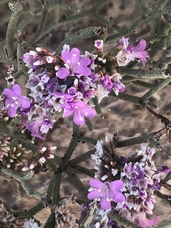 Limonium tuberculatum