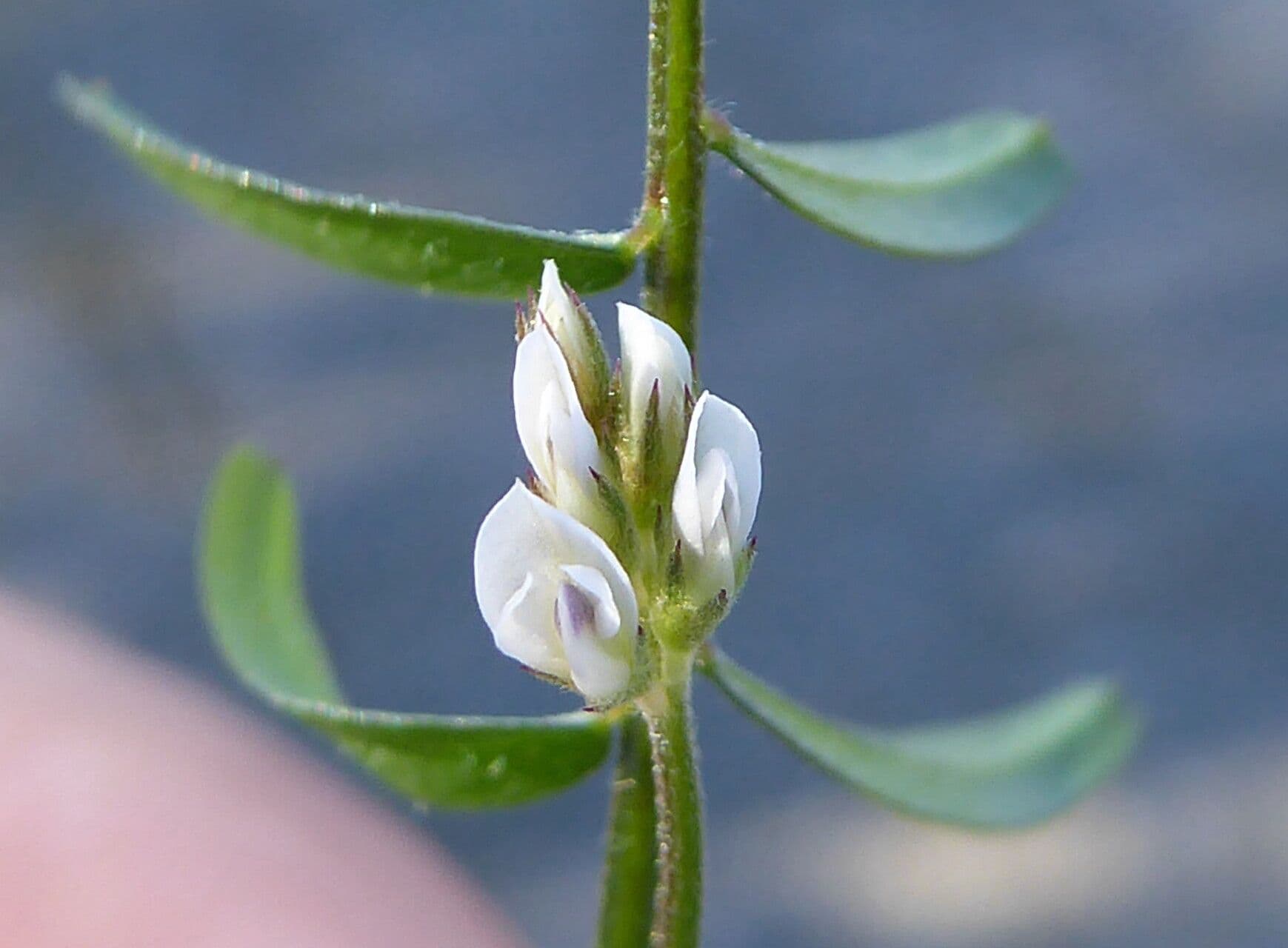 Vicia hirsuta