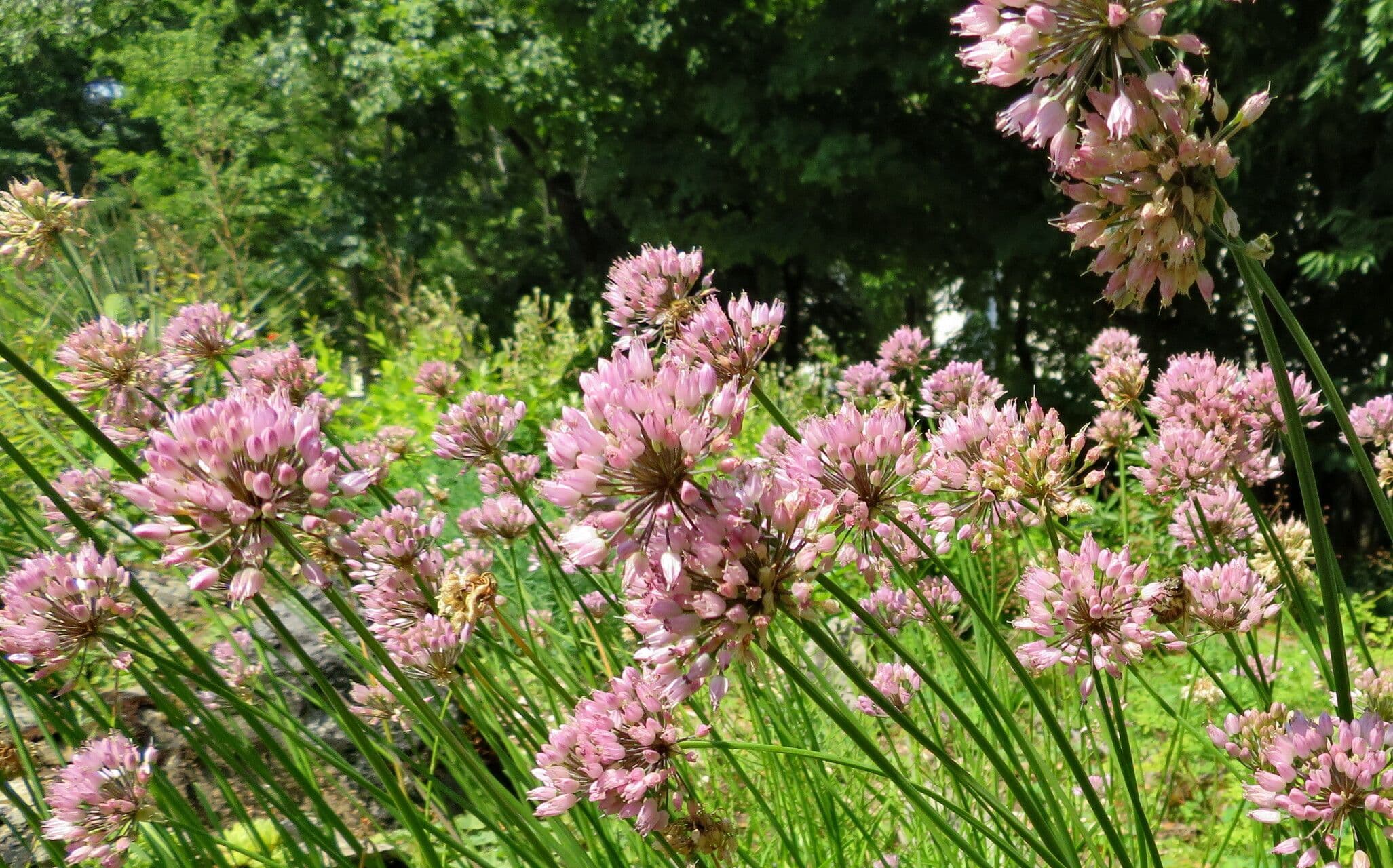 Allium tuberosum