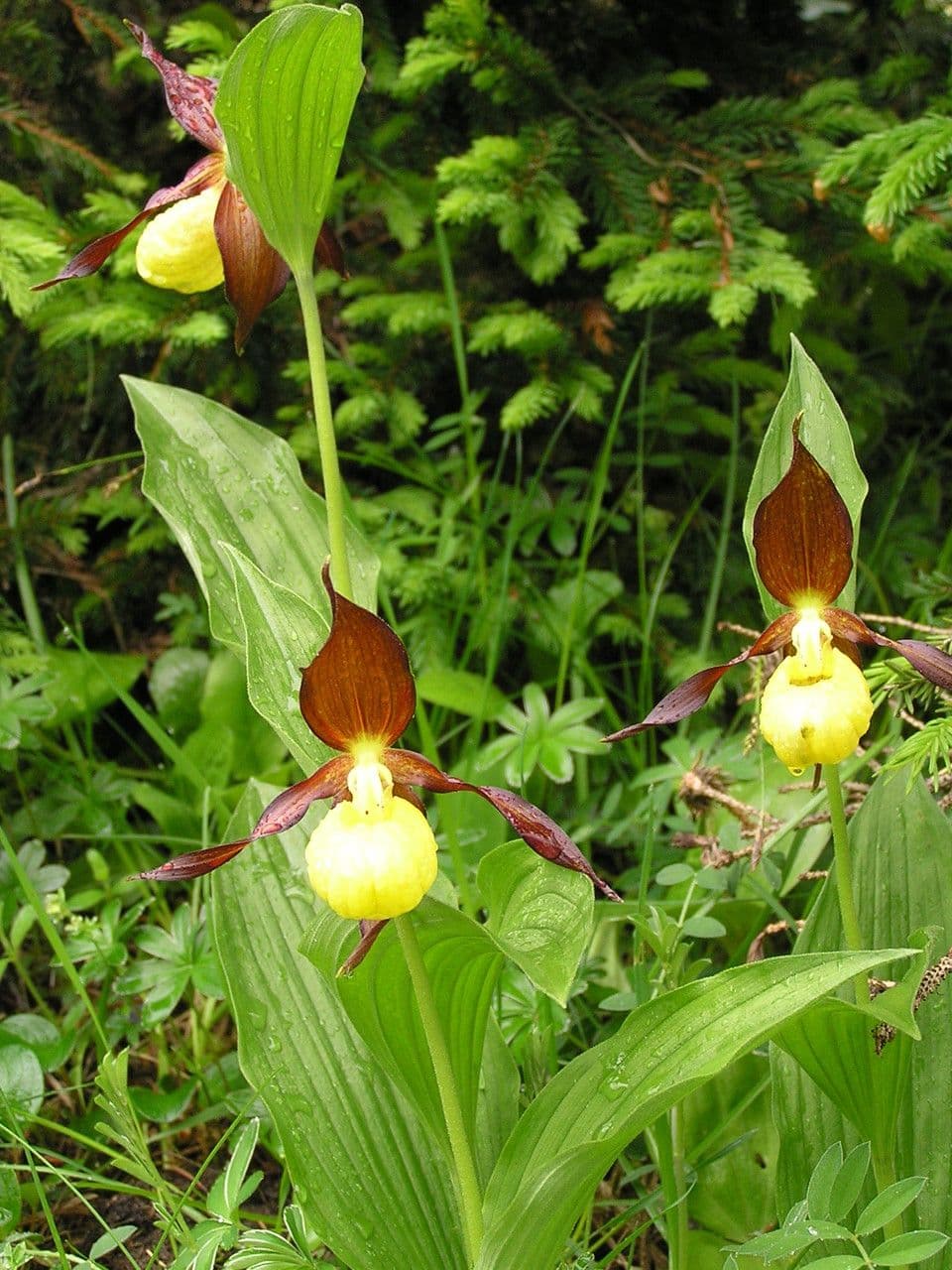 Cypripedium calceolus