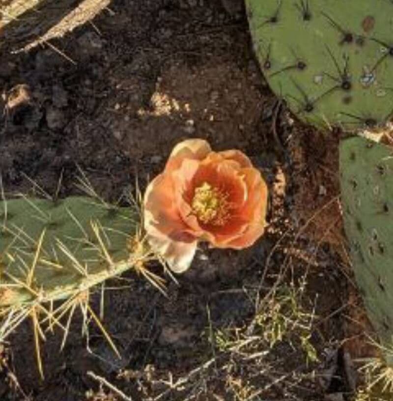 Opuntia phaeacantha