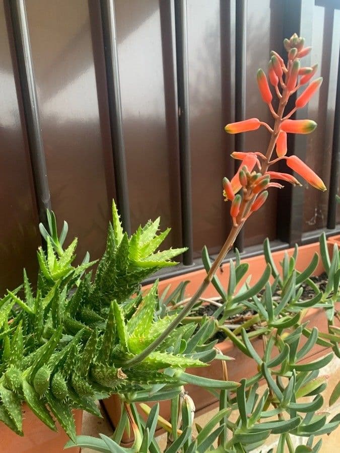 Aloe juvenna