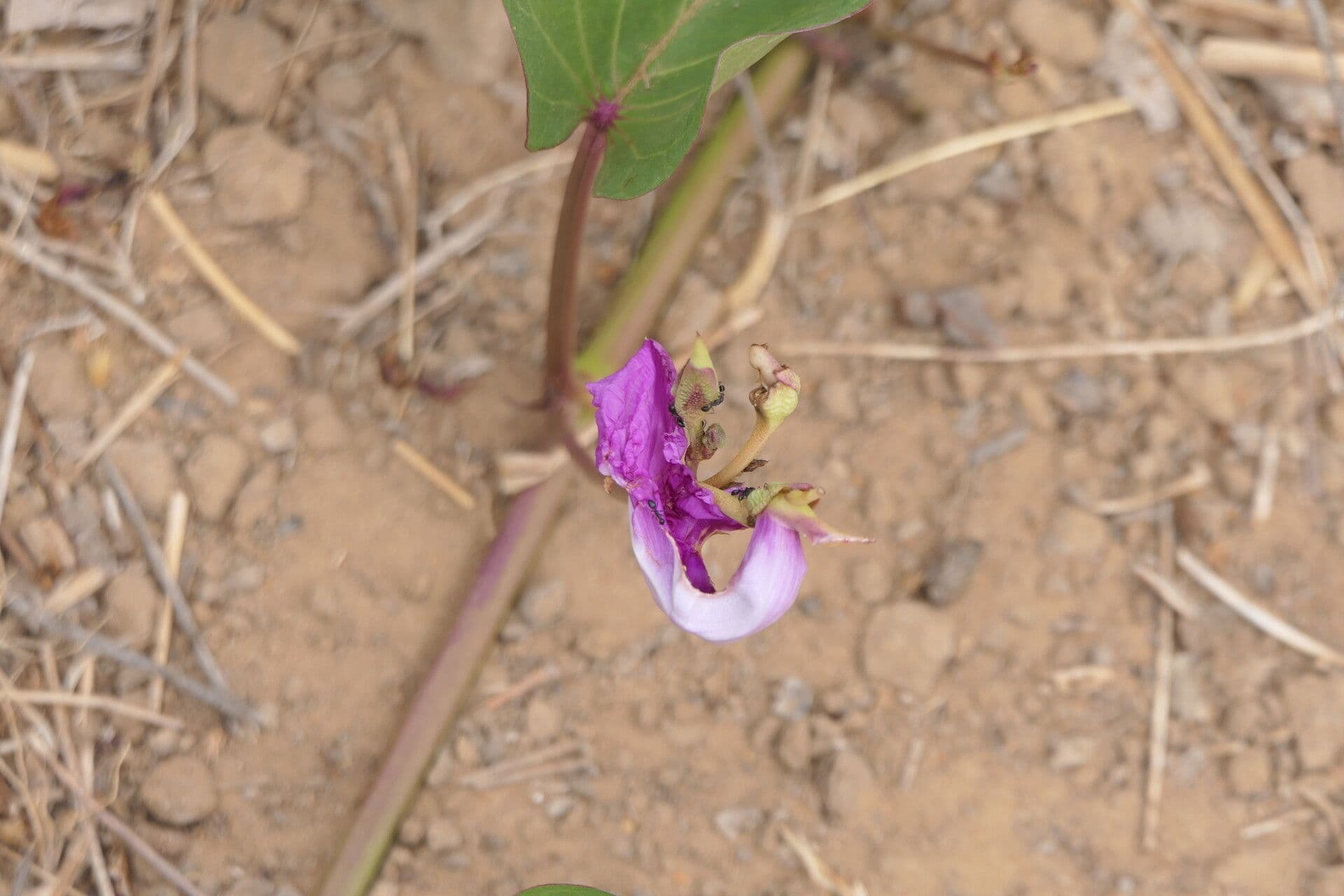 Ipomoea asarifolia