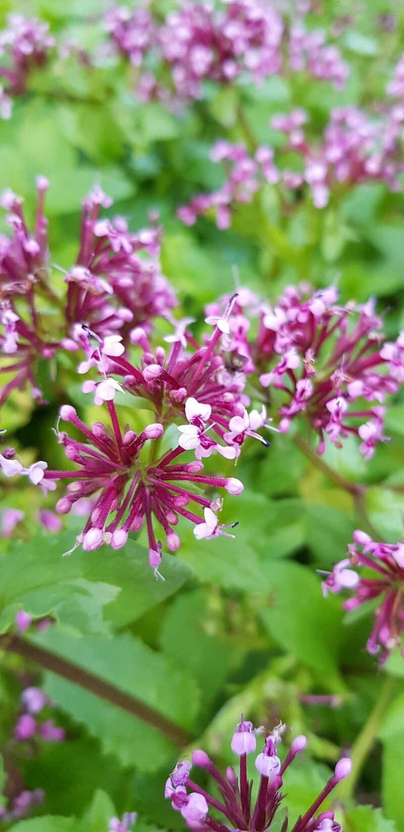 Valeriana graciliflora