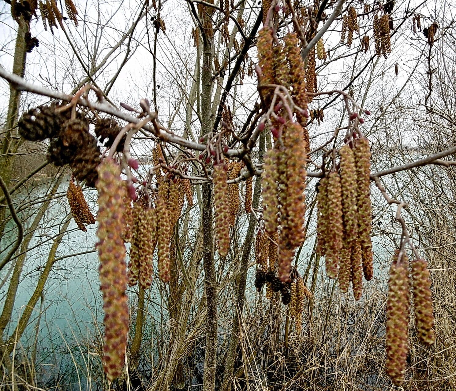 Alnus incana