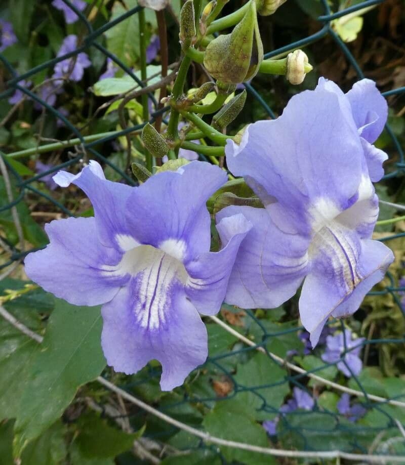 Thunbergia grandiflora