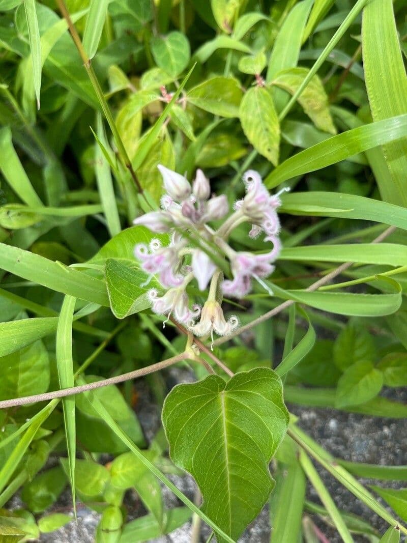 Cynanchum rostellatum