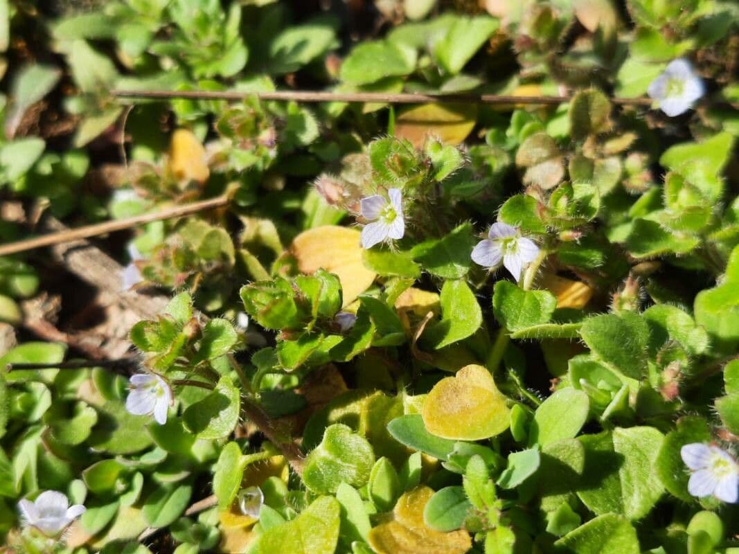 Veronica sublobata