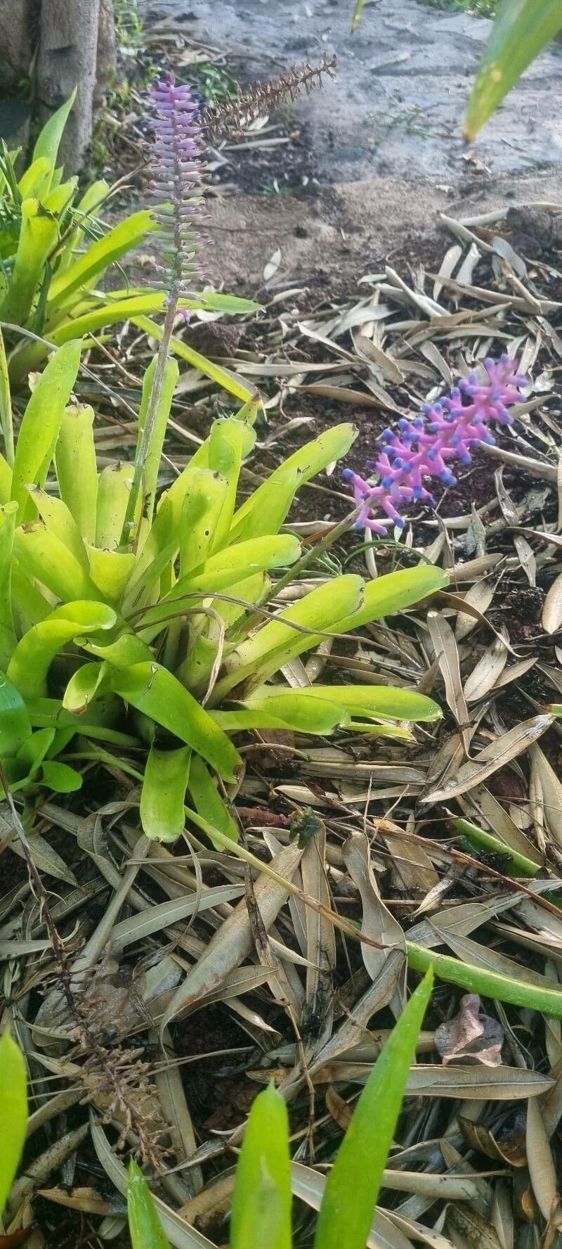 Aechmea gamosepala