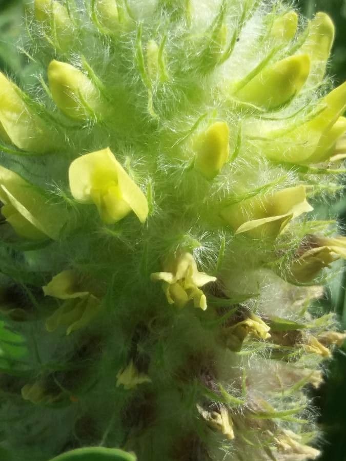 Astragalus alopecurus
