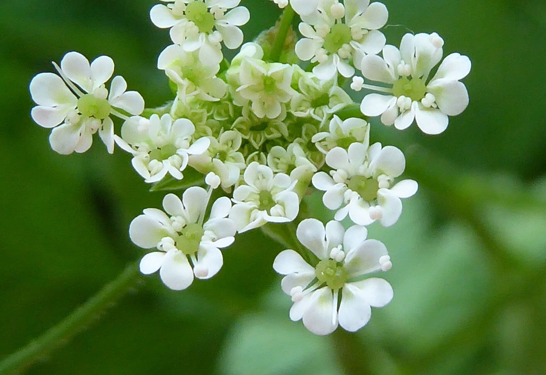 Chaerophyllum temulum
