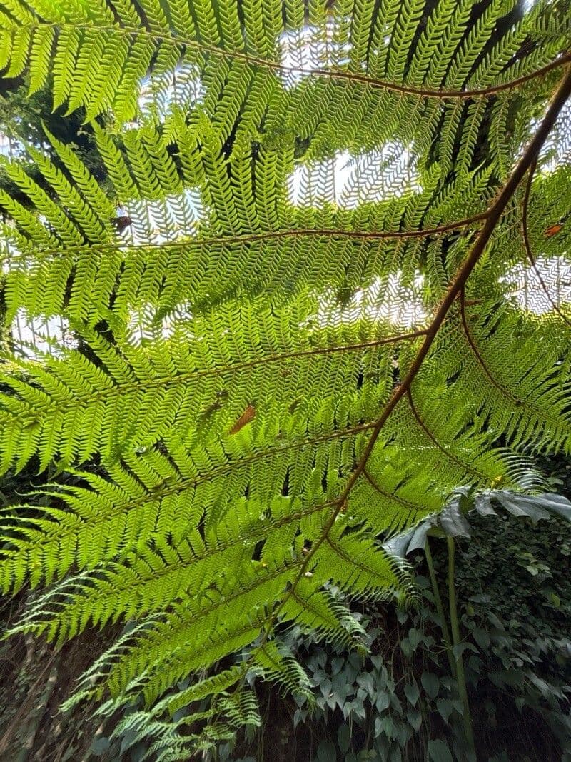 Sphaeropteris cooperi
