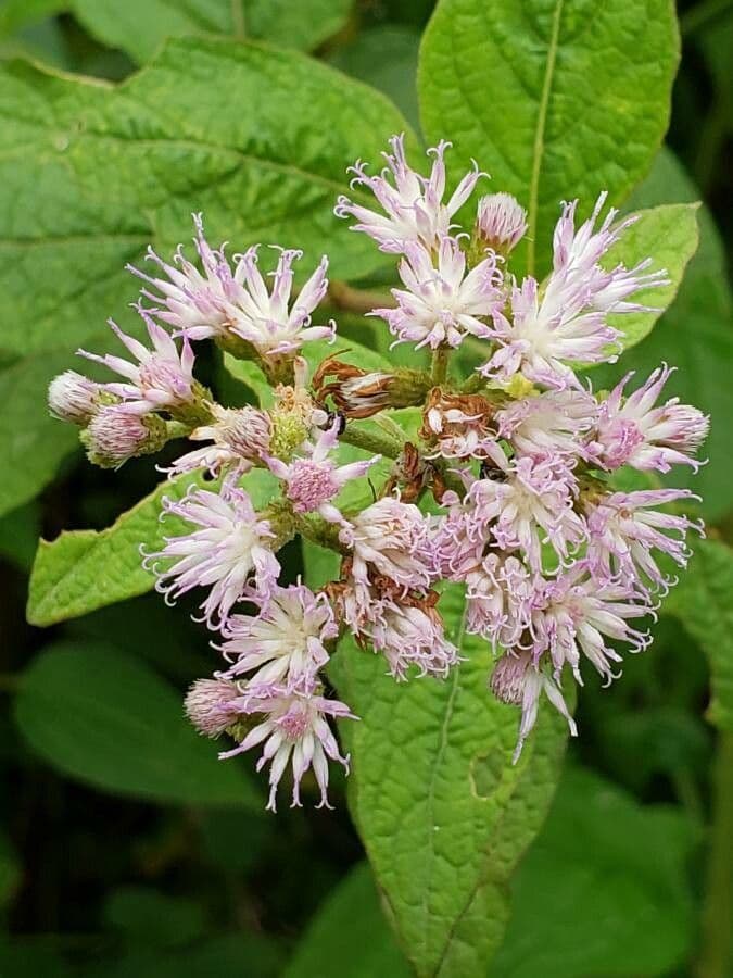 Hoffmannanthus abbotianus