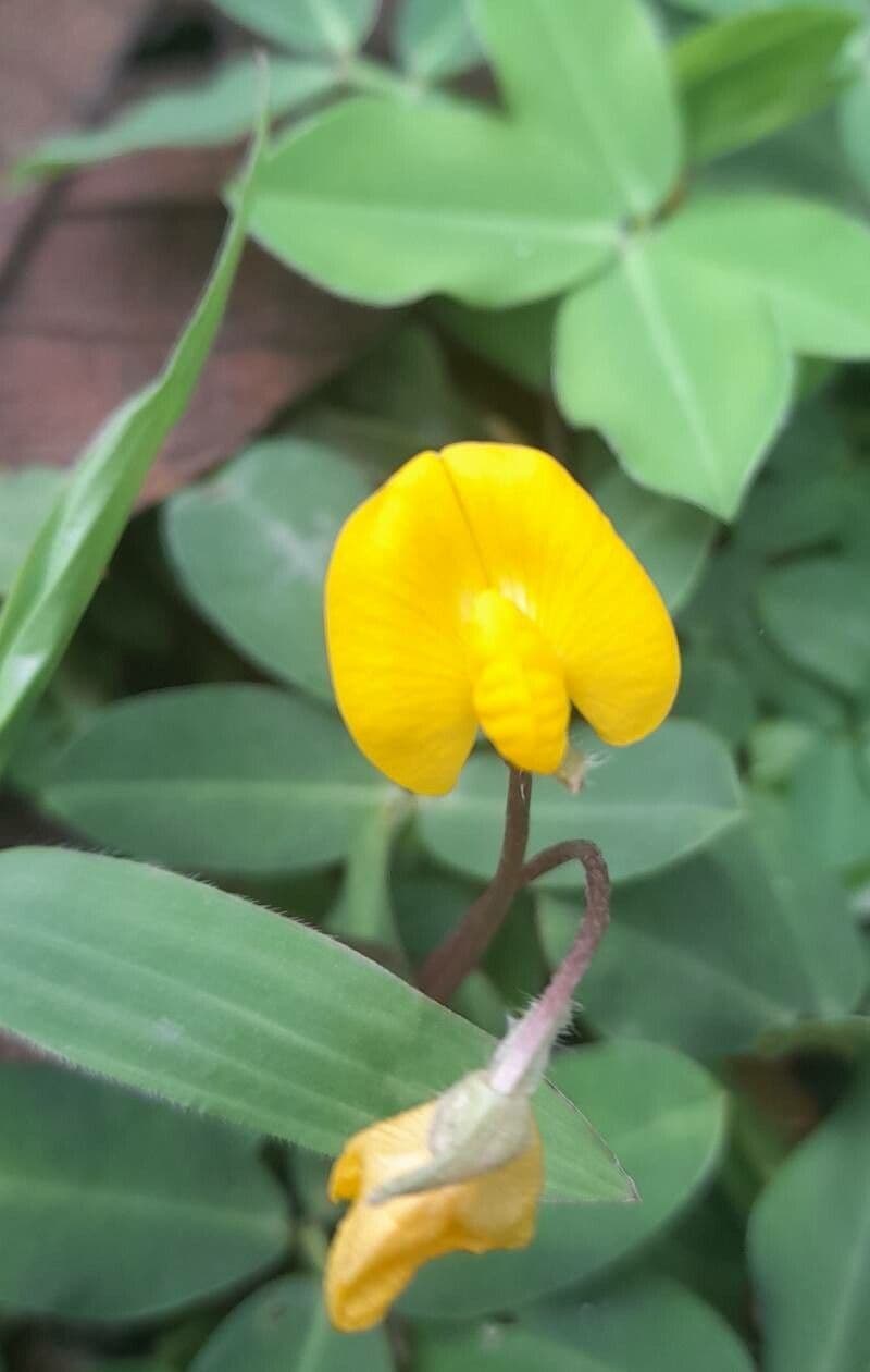 Arachis hypogaea