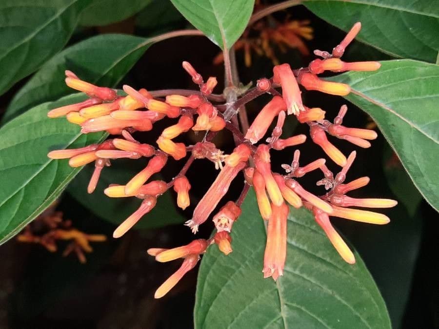 Hamelia patens