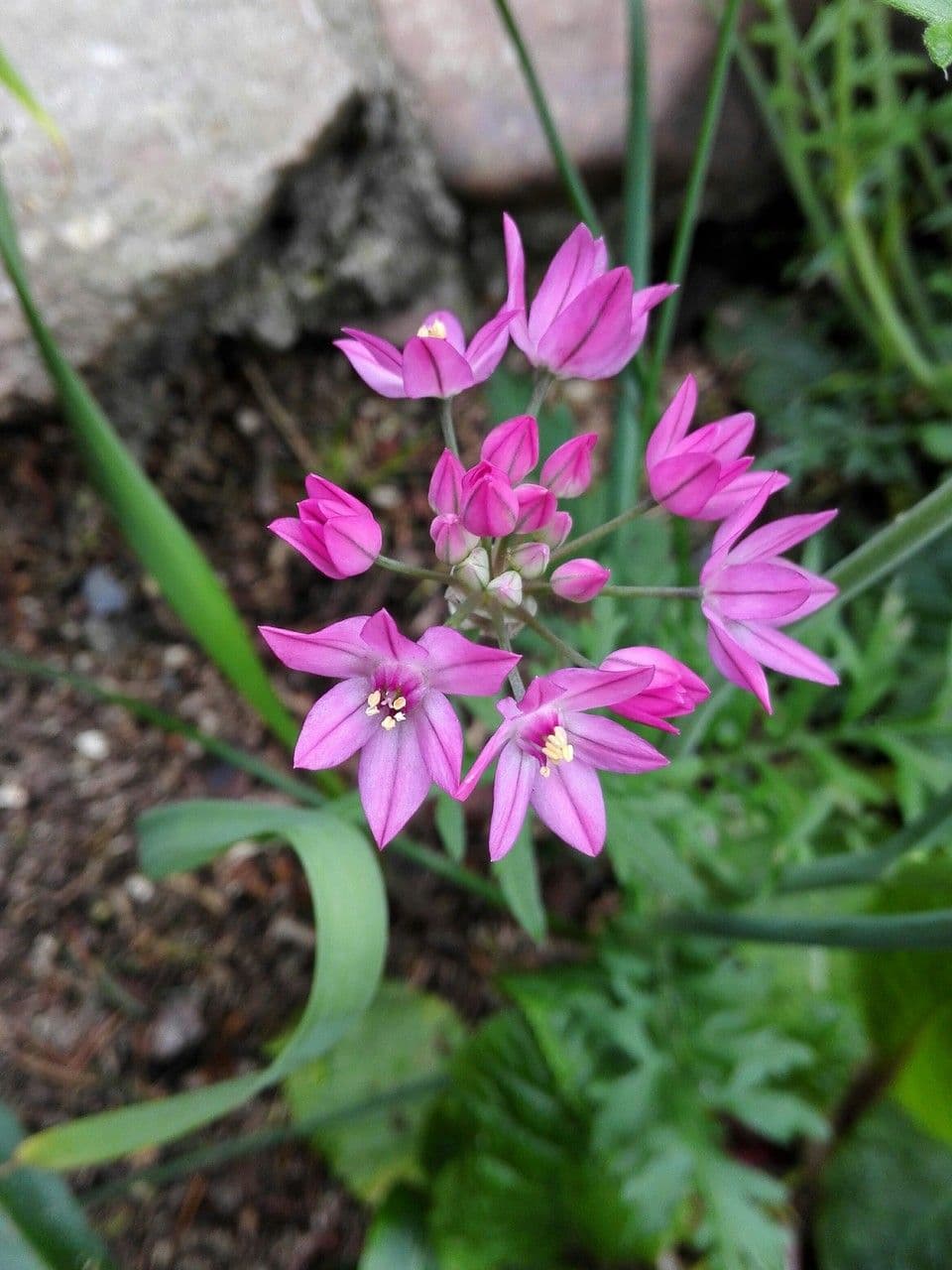 Allium narcissiflorum