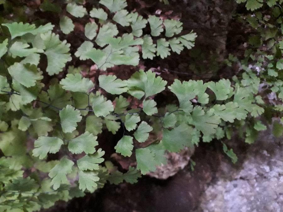 Adiantum capillus-veneris