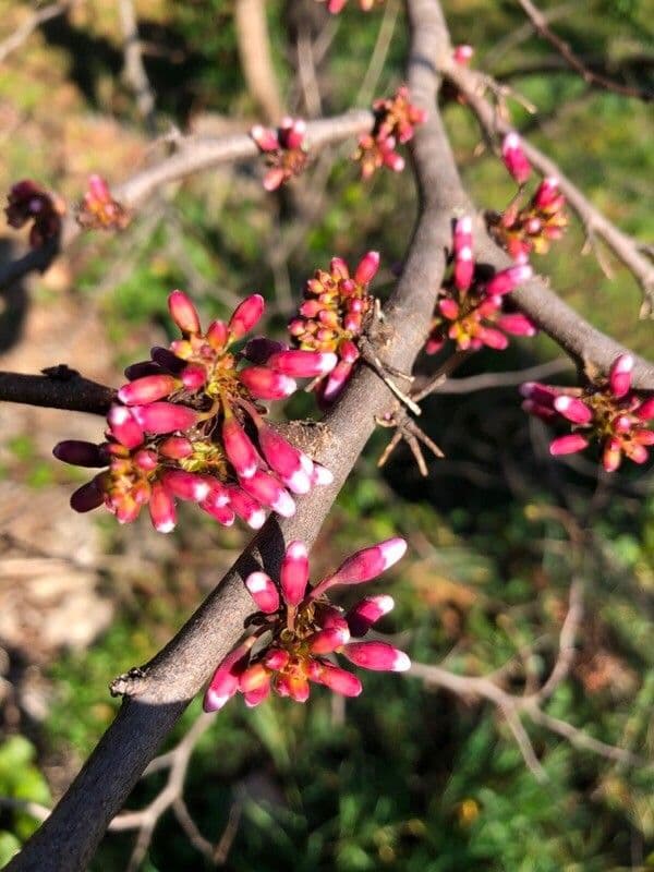 Cercis canadensis