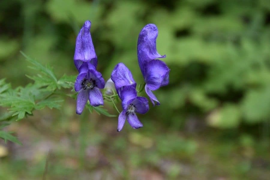 Aconitum variegatum