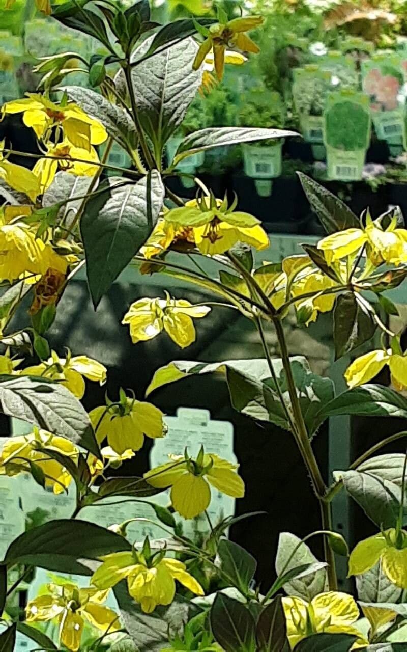 Lysimachia ciliata