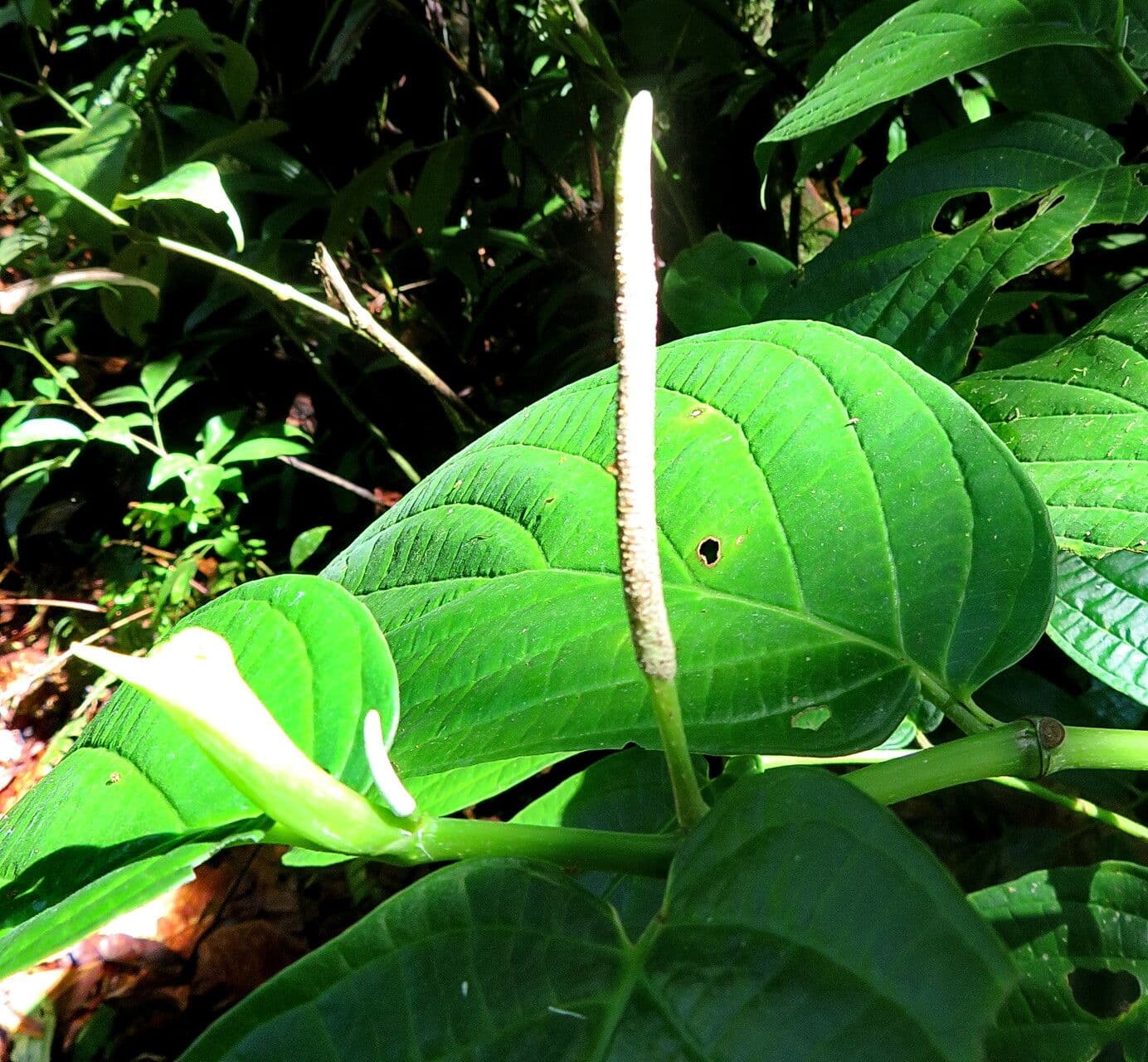 Piper hispidum