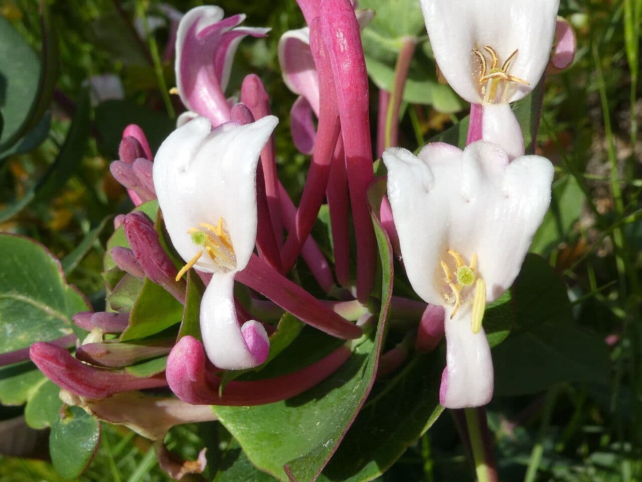 Lonicera implexa