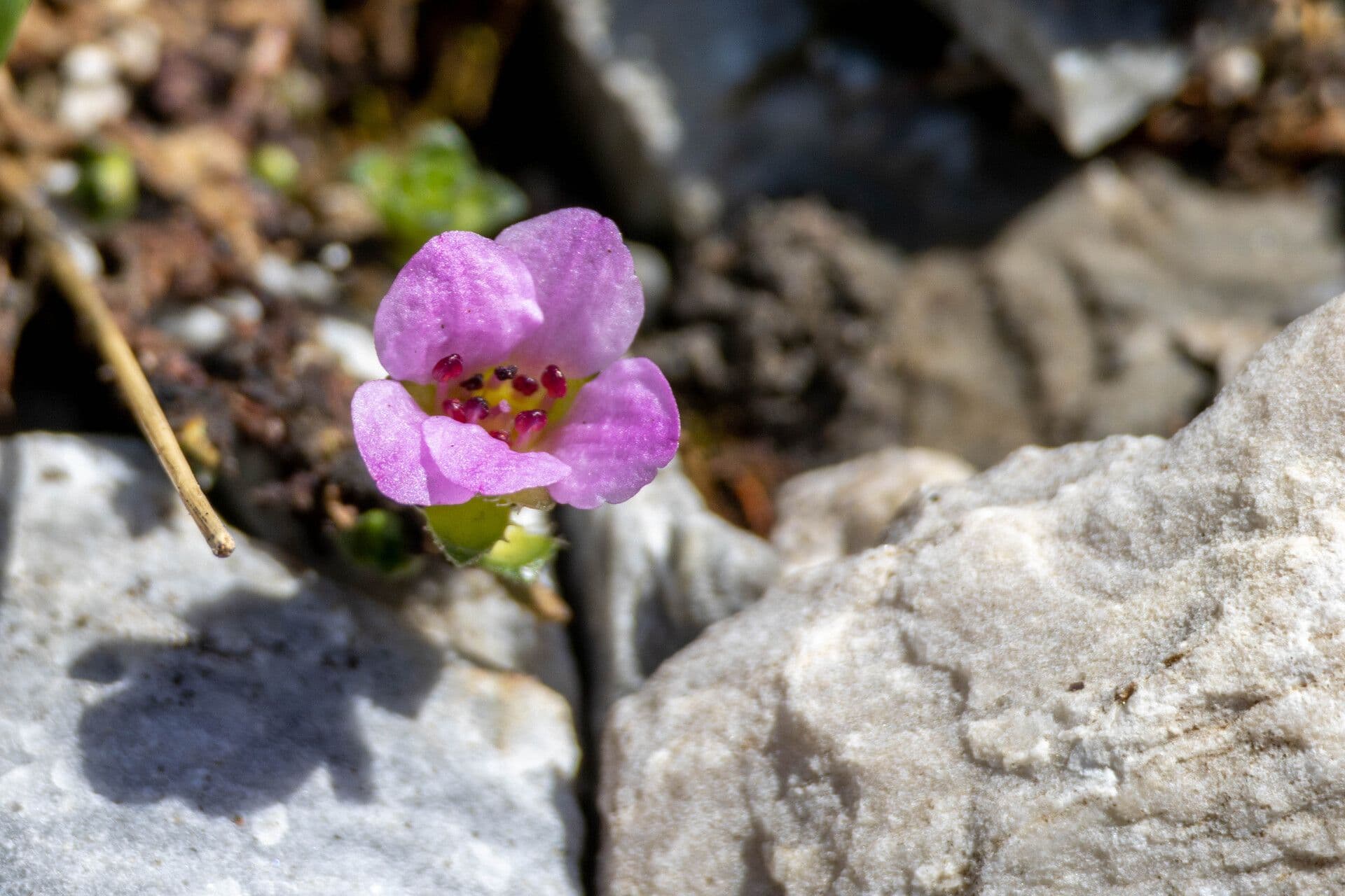 Saxifraga oppositifolia