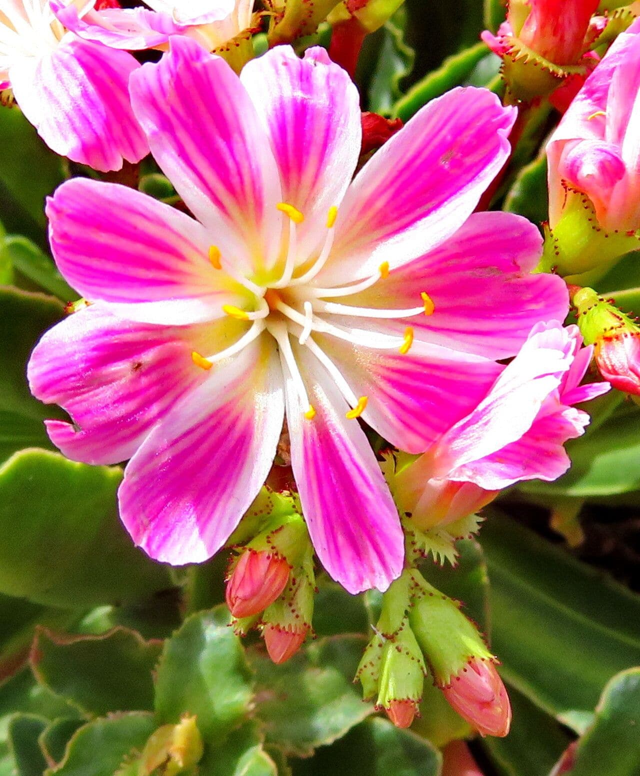 Lewisia cotyledon