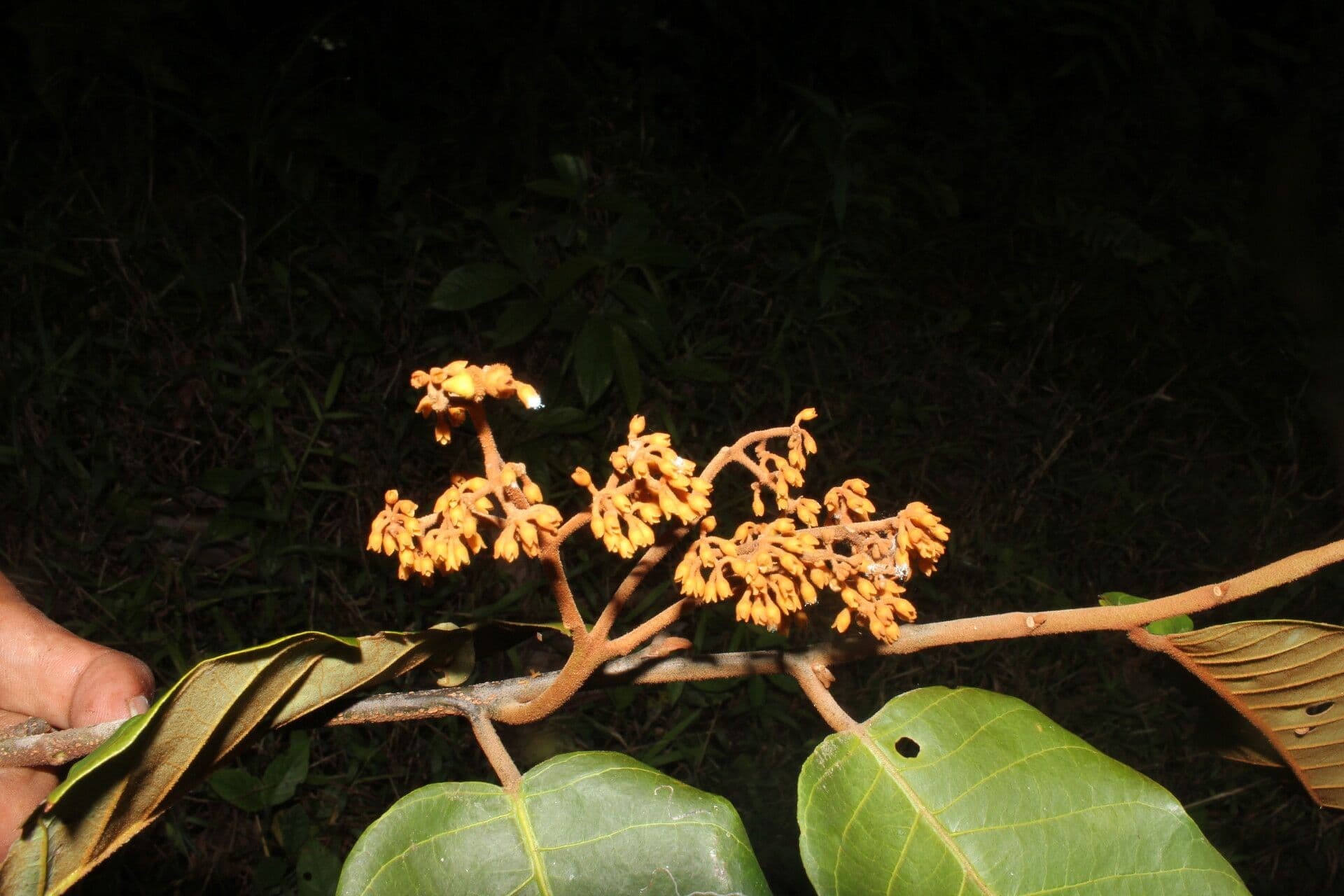 Virola sebifera