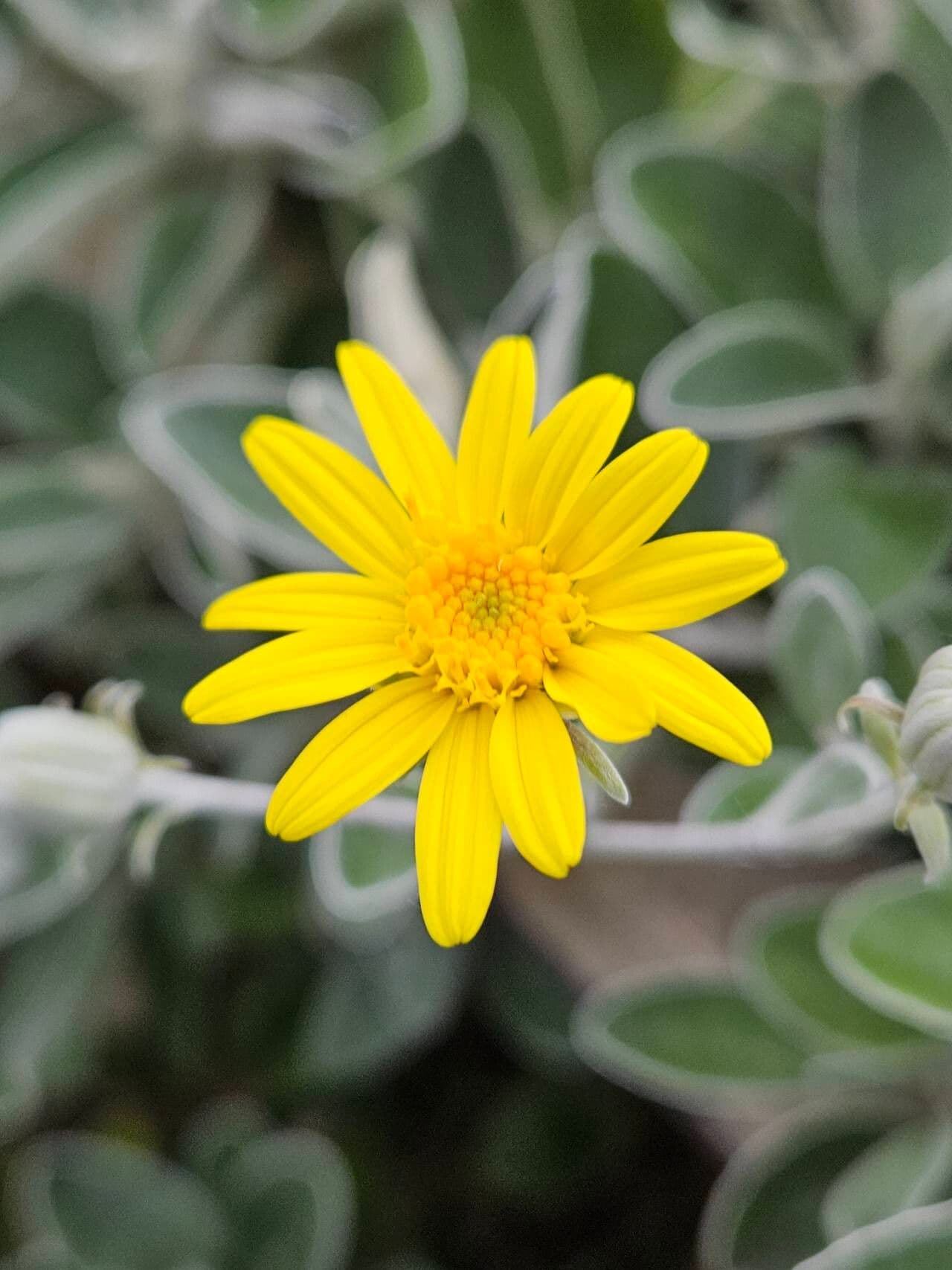 Brachyglottis greyi