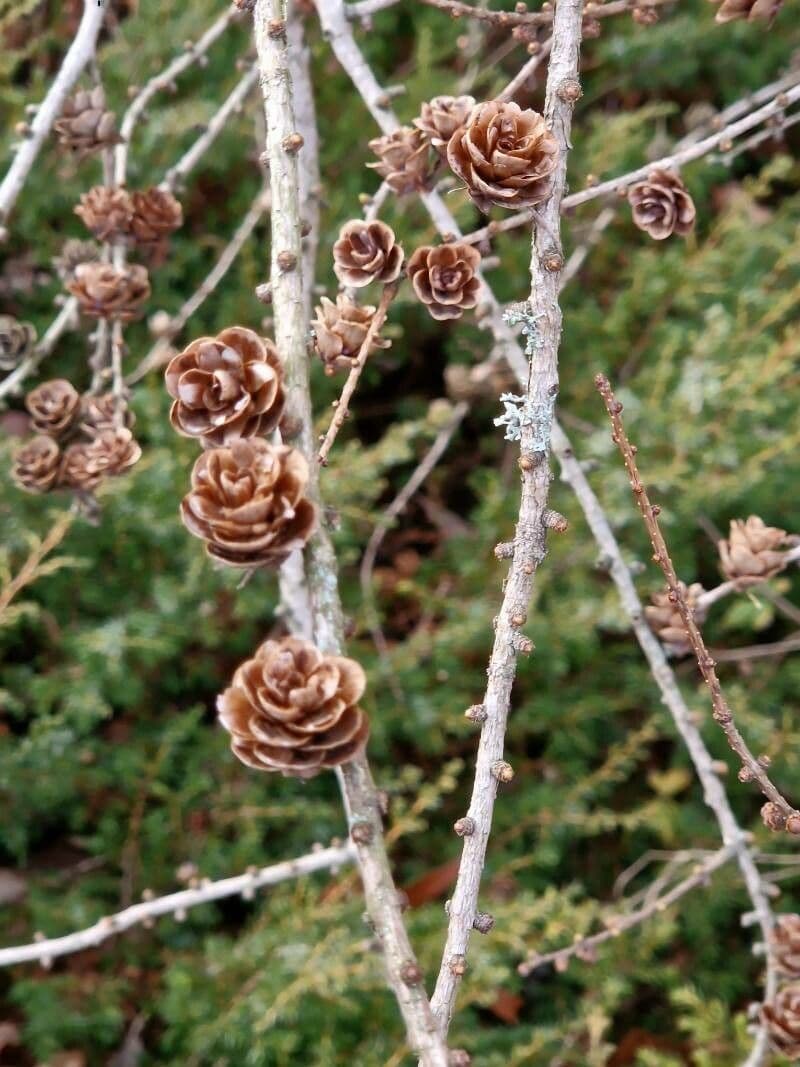 Larix decidua