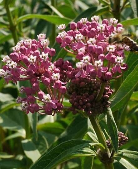 Asclepias incarnata