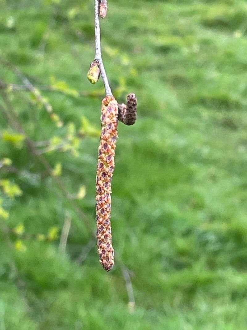 Betula pubescens