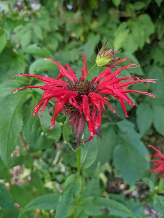 Monarda didyma