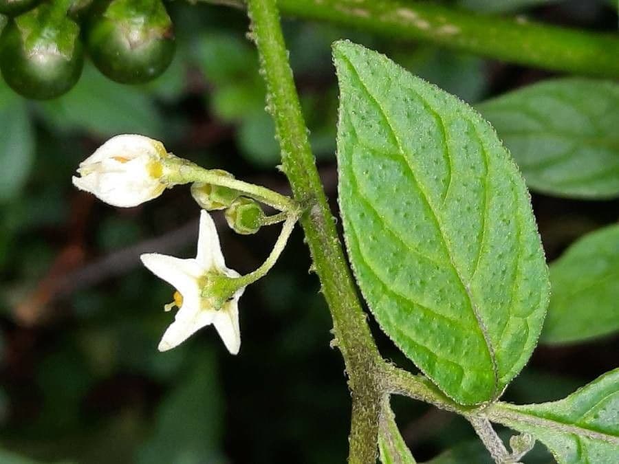 Solanum americanum