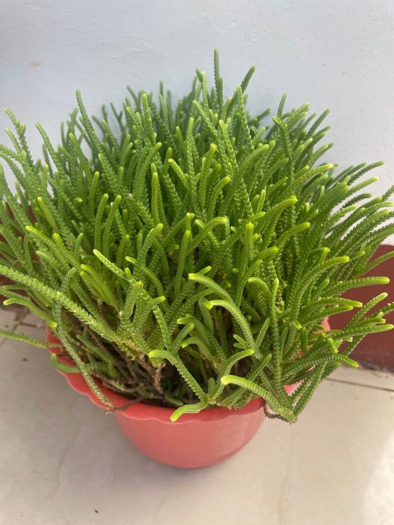 Crassula muscosa