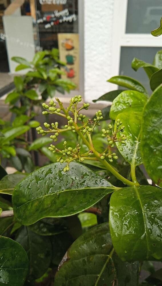 Viburnum odoratissimum