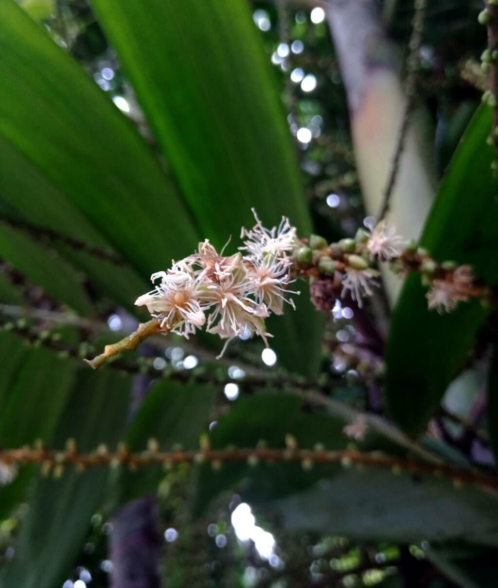 Cordyline australis