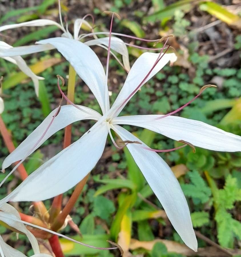 Crinum americanum