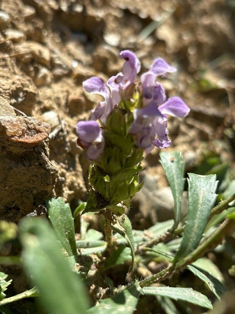 Prunella hyssopifolia