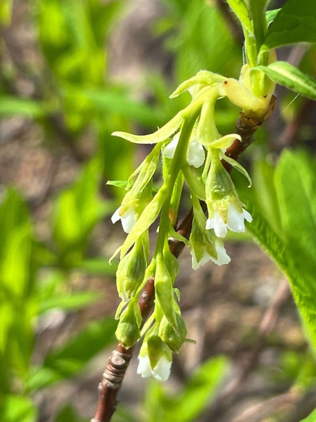 Oemleria cerasiformis