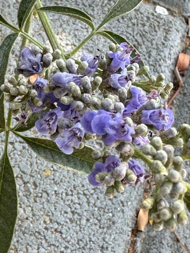 Vitex negundo