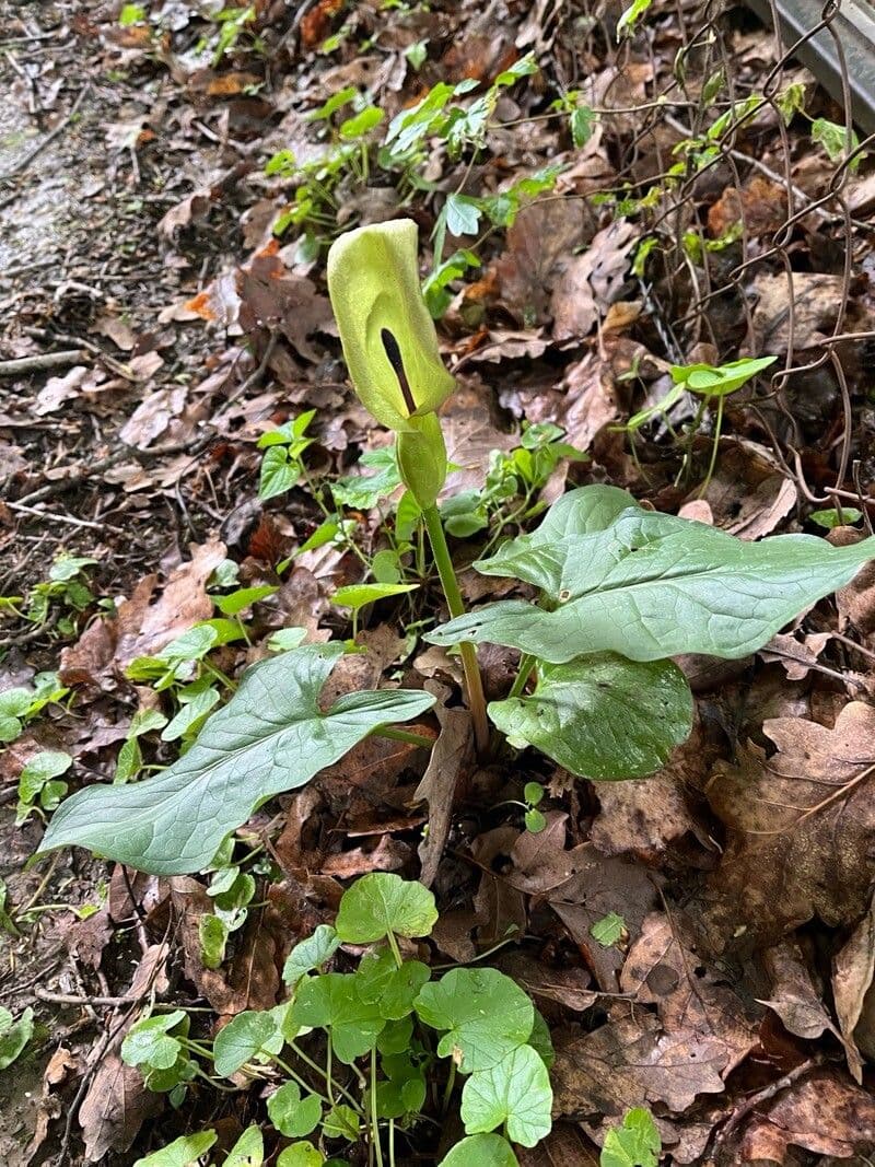 Arum maculatum