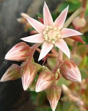 Aeonium decorum