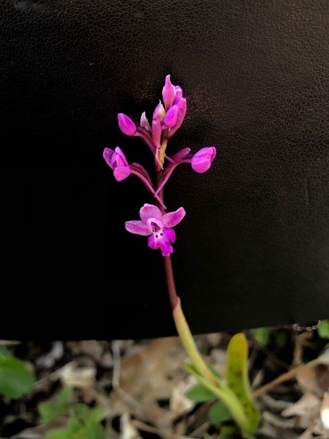 Orchis quadripunctata