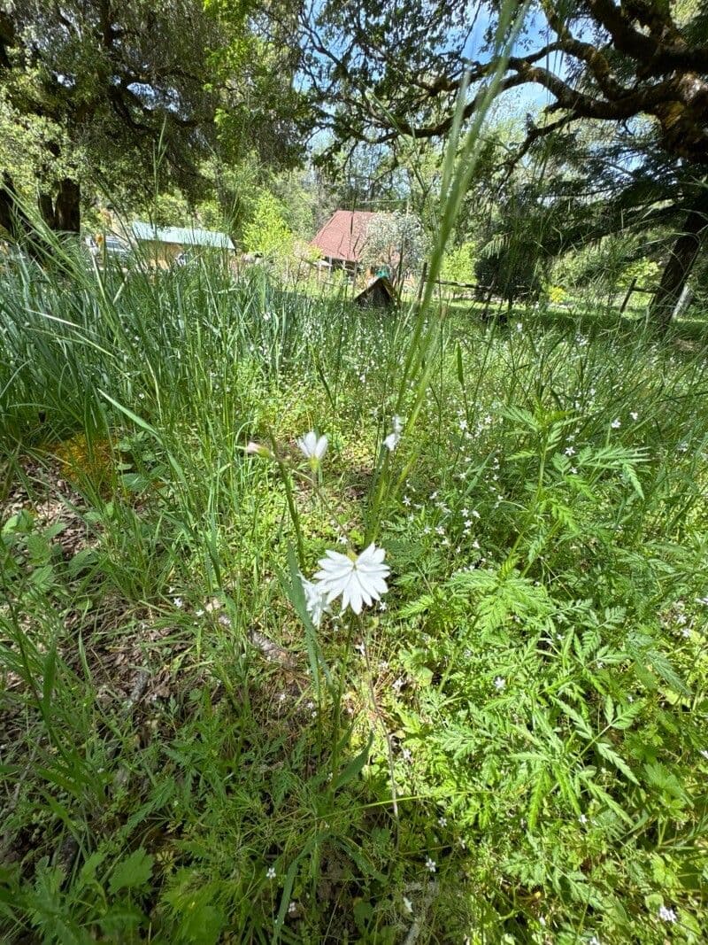 Lithophragma affine