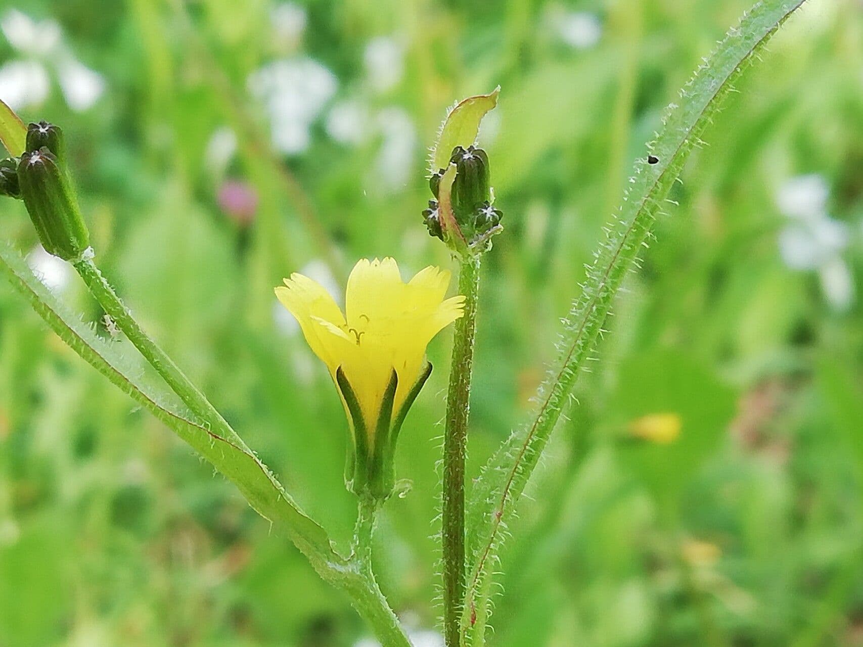 Rhagadiolus edulis