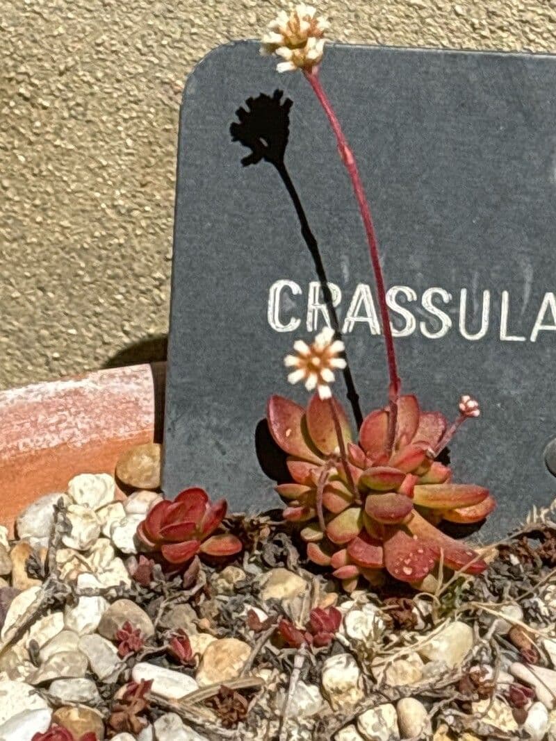 Crassula pubescens