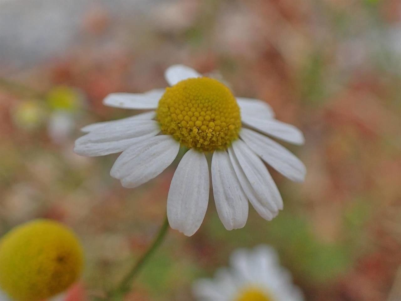 Matricaria chamomilla